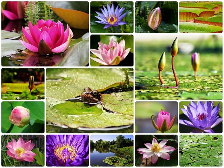 Free stock image of Water Lilies Collage created by Pixabay