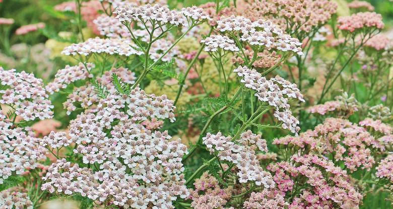 Free stock image of Blooming Flowers created by Pixabay