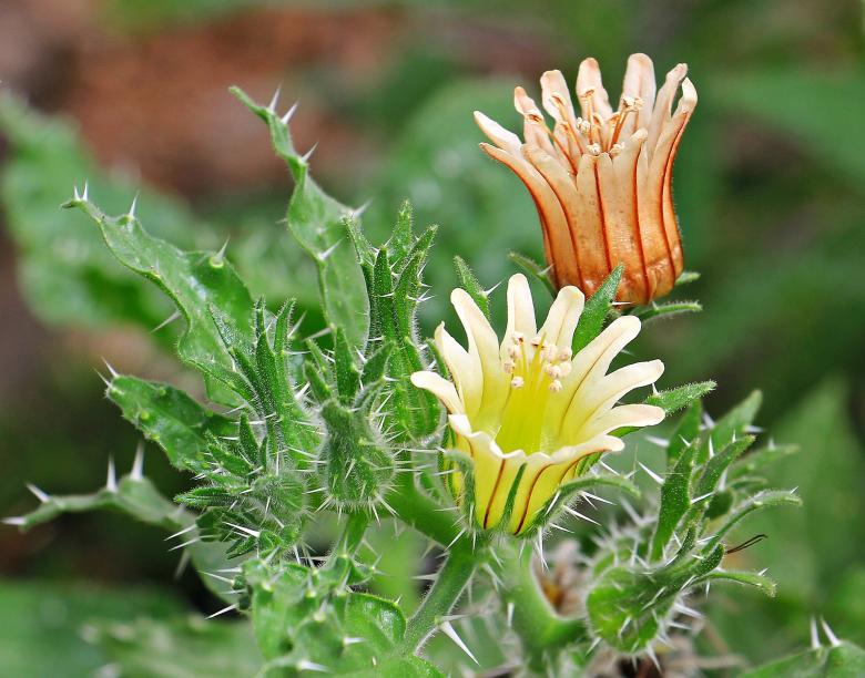 Free stock image of Cactus Flower created by Pixabay