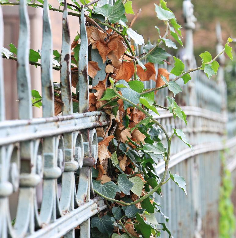 Free stock image of Plant on the Fence created by Pixabay