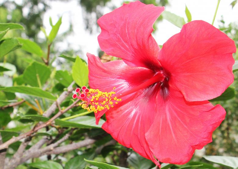 Free stock image of Macro Hibiscus created by Pixabay