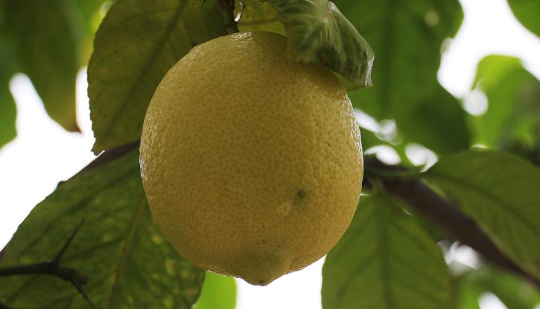 Free stock image of Macro Lemon created by Pixabay