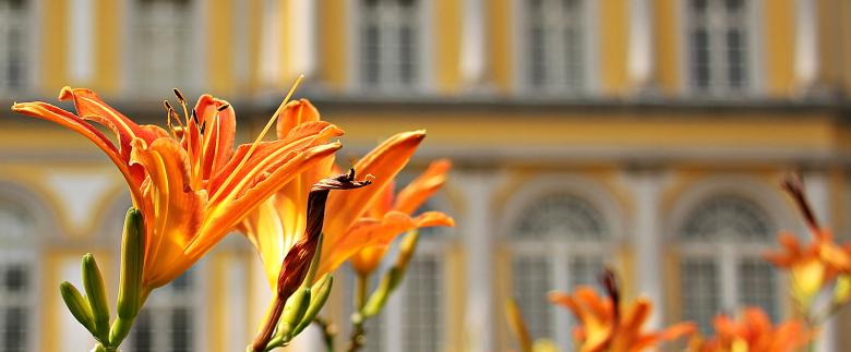 Free stock image of Fresh Lily created by Pixabay
