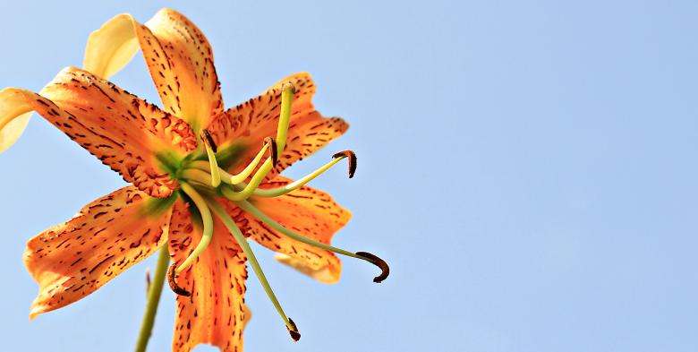 Free stock image of Fresh Lily created by Pixabay