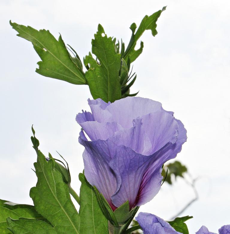 Free stock image of Mallow in the Garden created by Pixabay