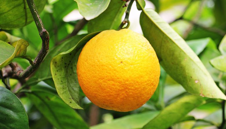 Free stock image of Macro Orange created by Pixabay