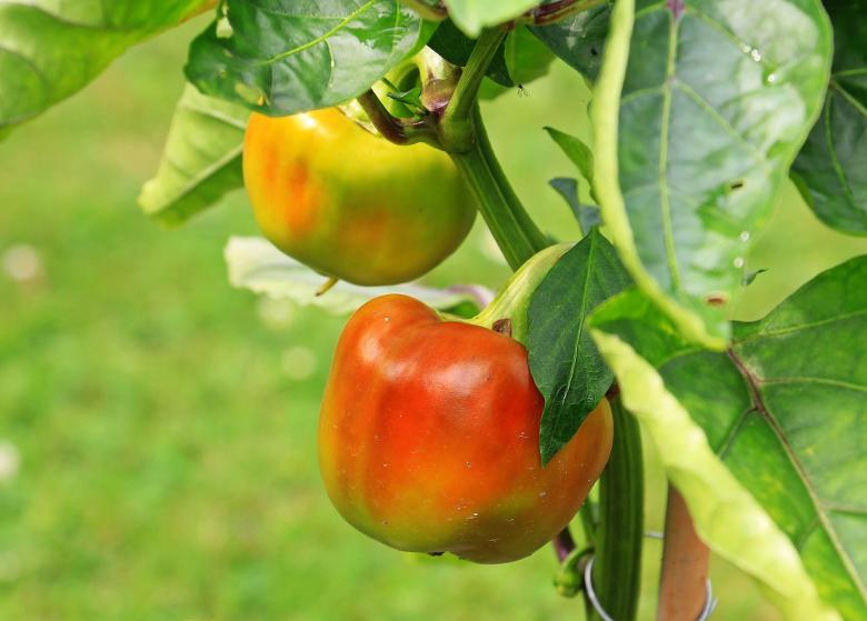 Free stock image of Fresh Paprika created by Pixabay