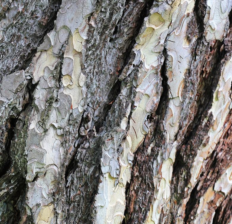 Free stock image of Pine Wood created by Pixabay