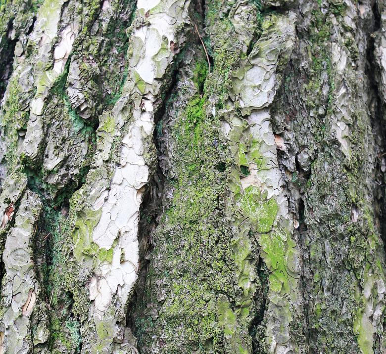 Free stock image of Pine Wood created by Pixabay