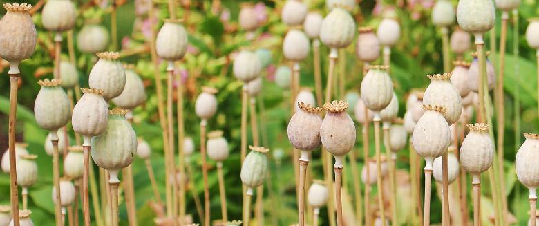 Free stock image of Poppy Butt created by Pixabay