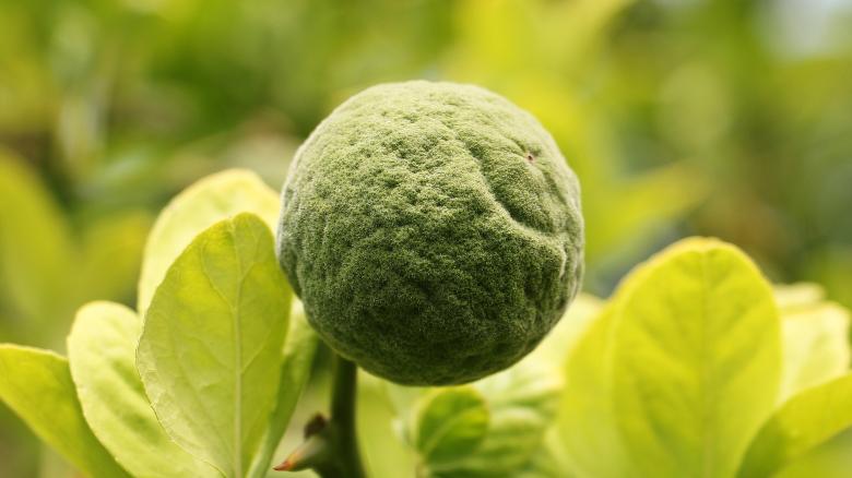 Free stock image of Trifoliate Orange created by Pixabay