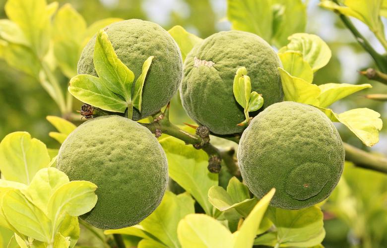 Free stock image of Trifoliate Orange created by Pixabay