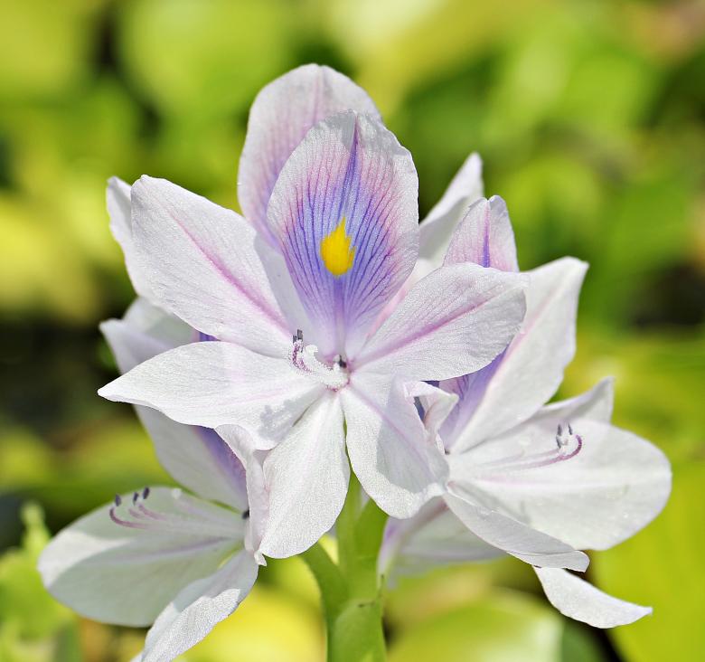 Free stock image of Water Hyacinth created by Pixabay