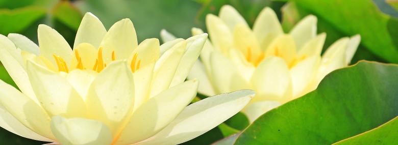 Free stock image of Water Lily created by Pixabay