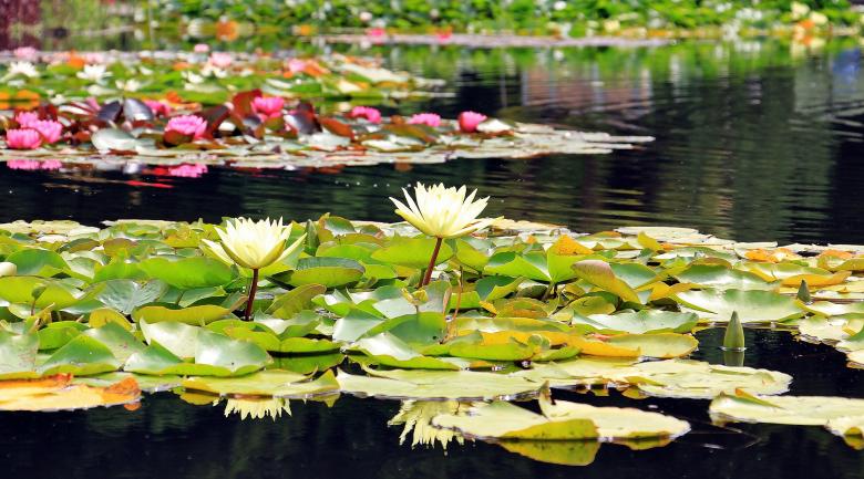 Free stock image of Water Lily created by Pixabay