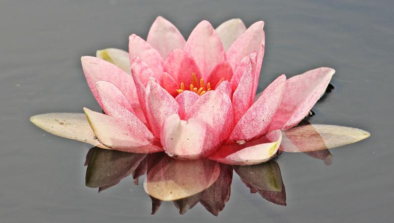Free stock image of Water Lily created by Pixabay