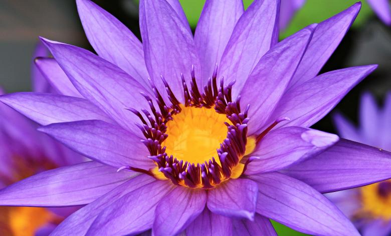 Free stock image of Water Lily created by Pixabay
