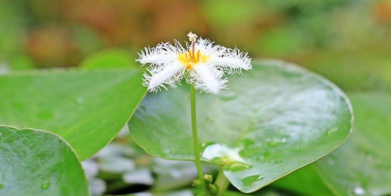 Free stock image of Water Lily created by Pixabay