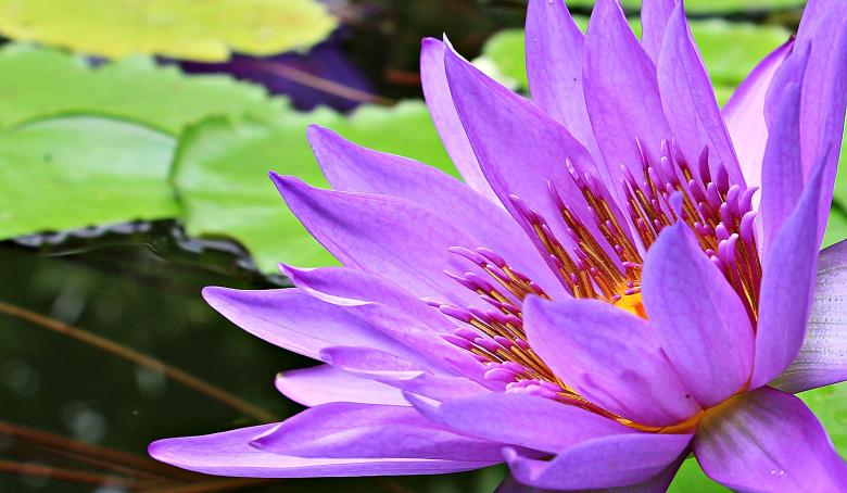 Free stock image of Water Lily created by Pixabay