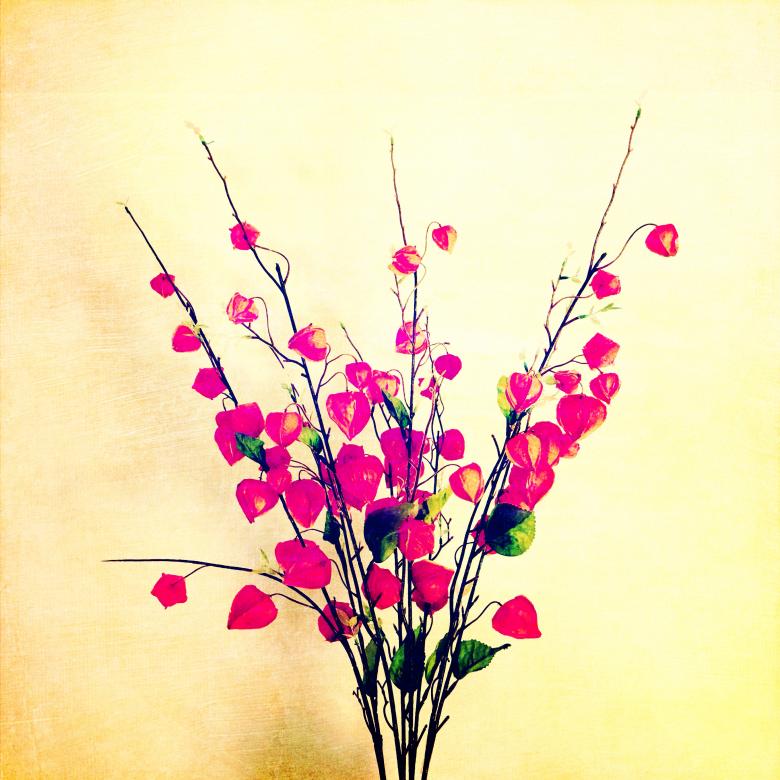 Free stock image of Red Bouquet created by Beth Anderson