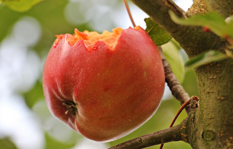 Free stock image of Eaten Apple created by Pixabay