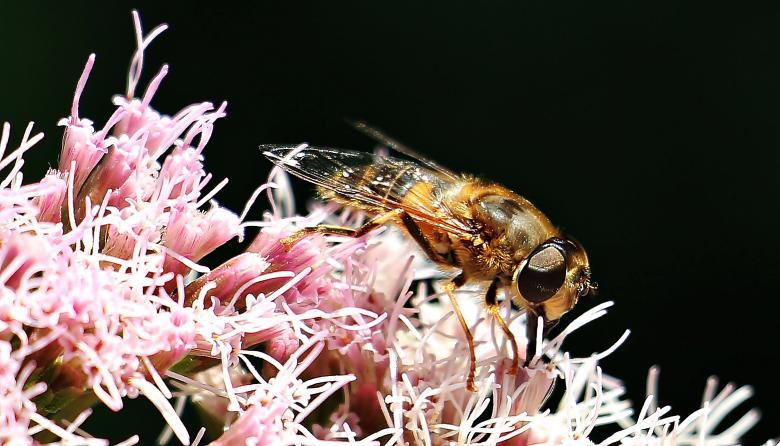 Free stock image of Bee on the Flower created by Pixabay