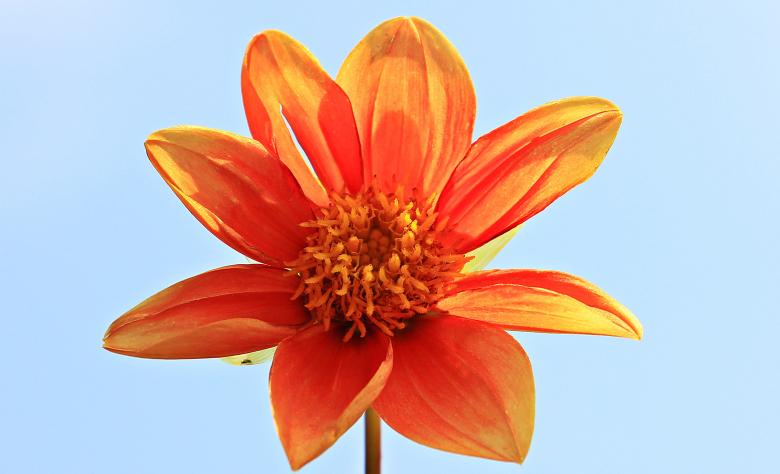 Free stock image of Fresh Dahlia created by Pixabay