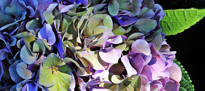 Free stock image of Fresh Hydrangea created by Pixabay