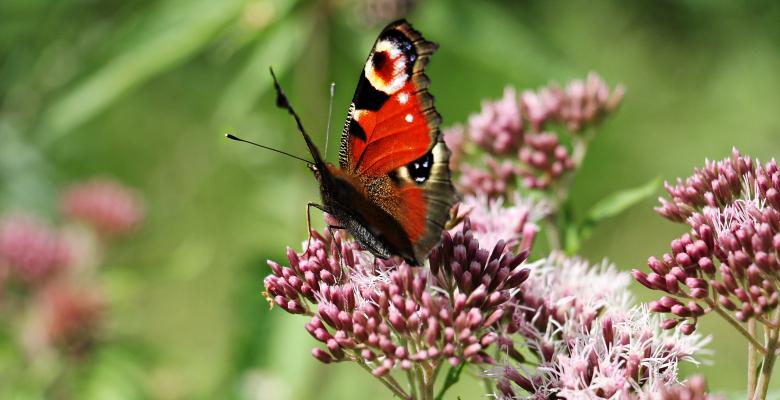 Free stock image of Peacock Butterfly in the Garden created by Pixabay