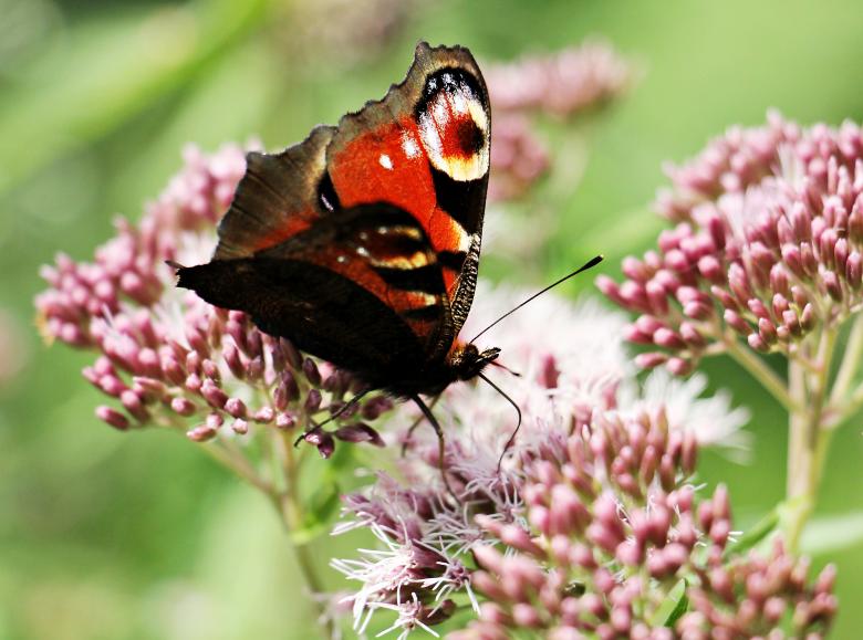 Free stock image of Peacock Butterfly in the Garden created by Pixabay