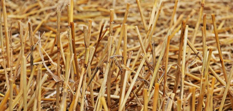 Free stock image of Macro Stubble created by Pixabay