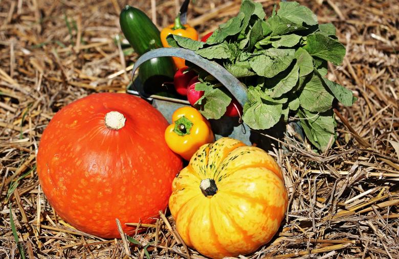 Free stock image of Thanksgiving Day created by Pixabay