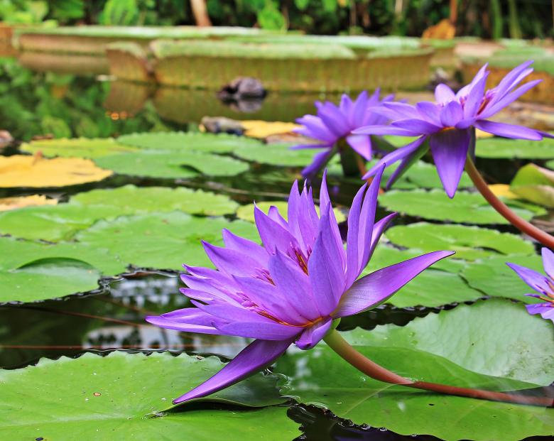 Free stock image of Water Lily created by Pixabay