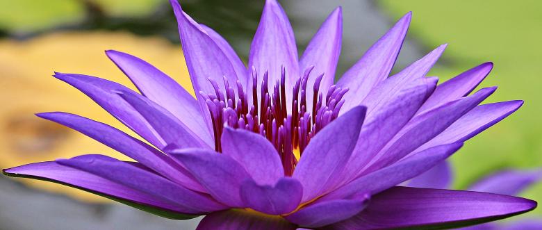 Free stock image of Water Lily created by Pixabay