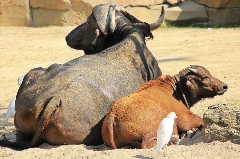 Free stock image of African Buffalo created by Pixabay