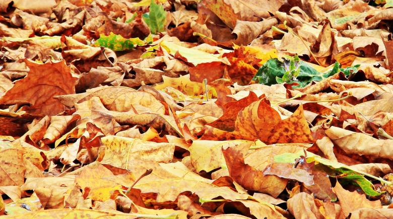Free stock image of Fallen Leaves created by Pixabay