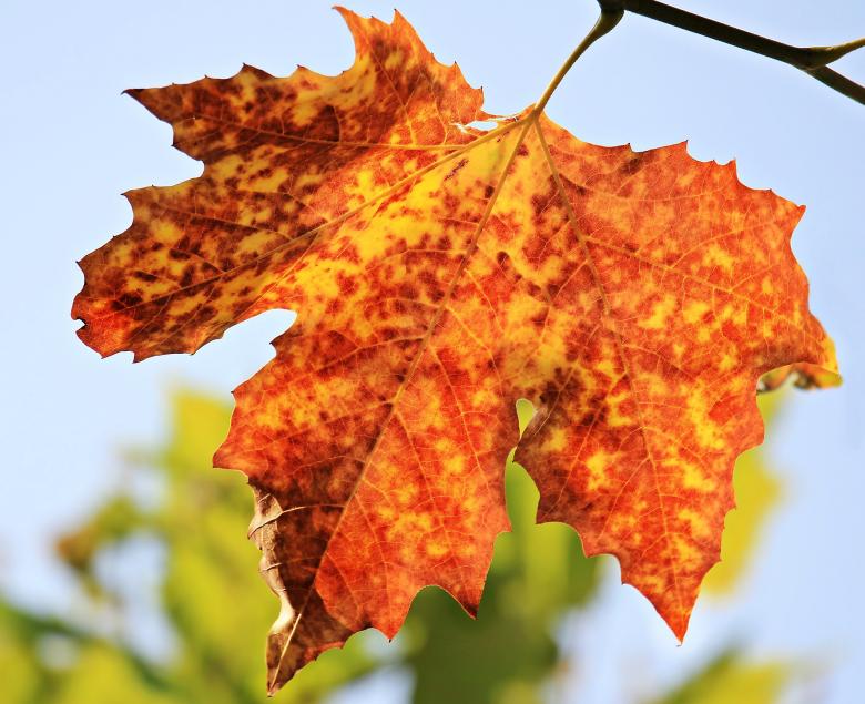 Free stock image of Fallen Leaves created by Pixabay