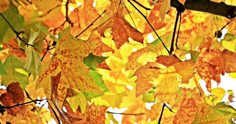 Free stock image of Fallen Leaves created by Pixabay