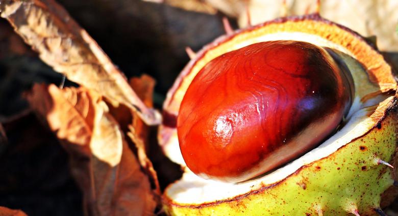 Free stock image of Macro Chestnut created by Pixabay