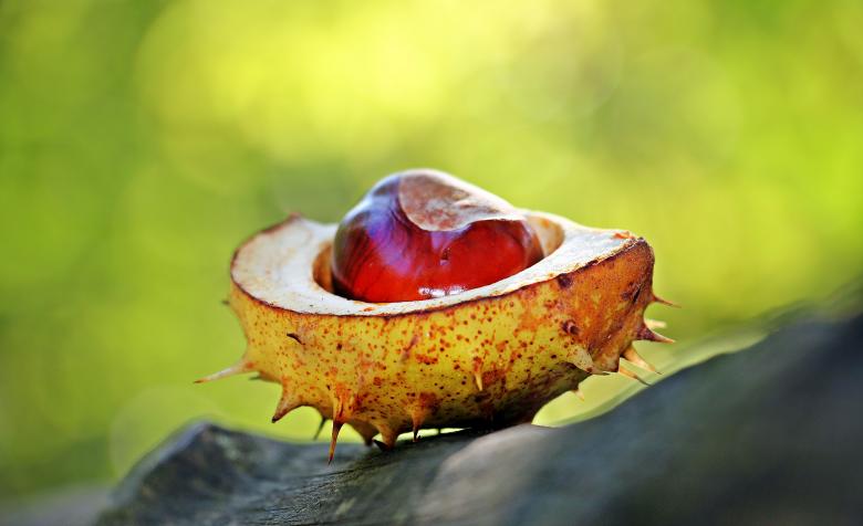 Free stock image of Macro Chestnut created by Pixabay