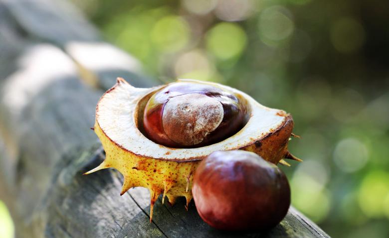 Free stock image of Macro Chestnut created by Pixabay
