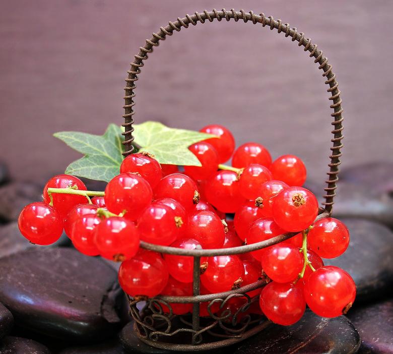 Free stock image of Fresh Currants created by Pixabay