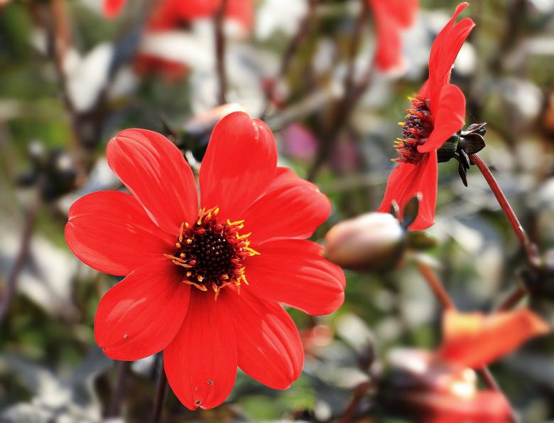 Free stock image of Fresh Dahlia created by Pixabay