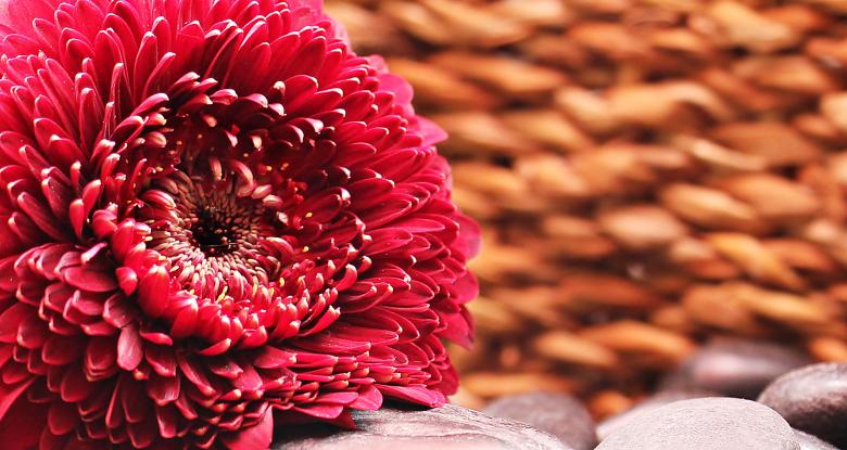 Free stock image of Fresh Gerbera created by Pixabay