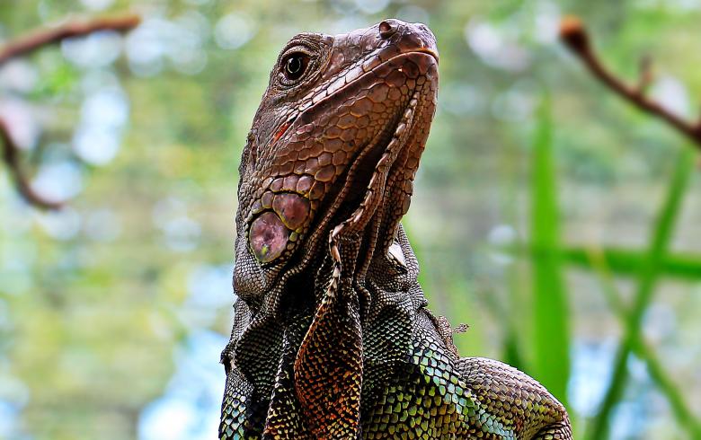 Free stock image of Wild Iguana created by Pixabay