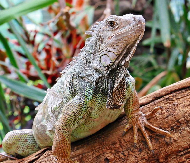Free stock image of Wild Iguana created by Pixabay
