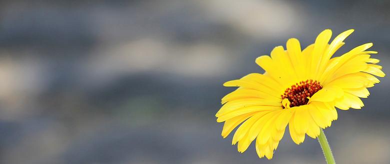 Free stock image of Fresh Marguerite created by Pixabay