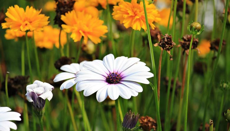 Free stock image of Fresh Marguerite created by Pixabay