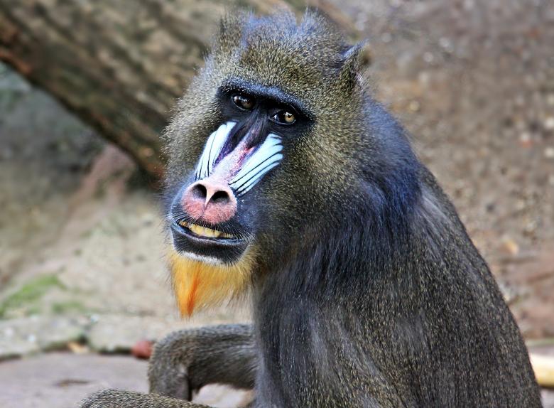 Free stock image of Monkey in the Jungle created by Pixabay