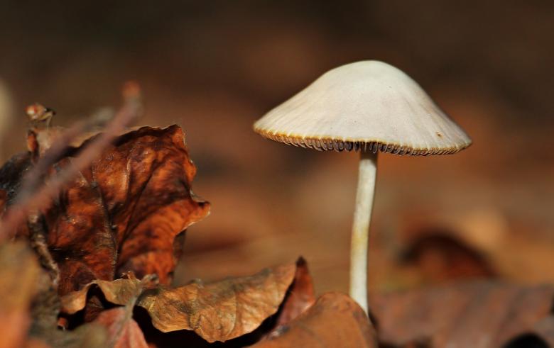 Free stock image of Macro Mushroom created by Pixabay